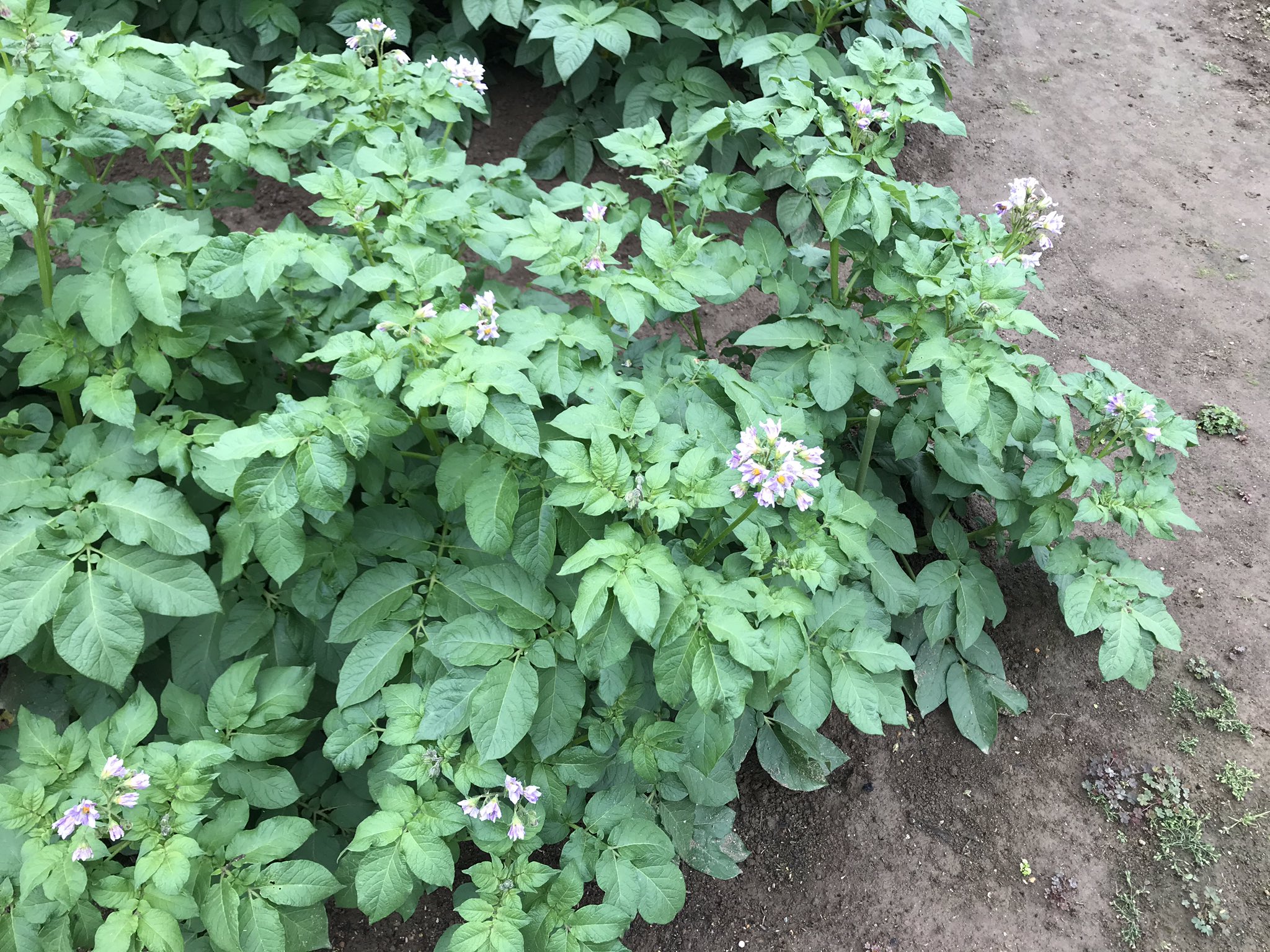 教祖 球撞きa級 脳出血サバイバー みんな ジャガイモの見分け方おしえるよ 一番葉っぱが大きくて花が白いのがキタアカリ 葉が少し小さくて軽く縮れて花が紫なのがメイクイーン 葉が一番小さく黄緑がかって花が咲かないのがインカのめざめです 3つ