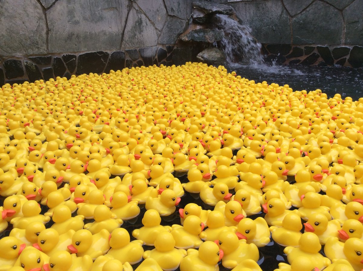 吉岡 哲 在 Twitter 上 お待たせ致しました 1ヶ月ぶりのアヒル風呂です やまの湯 アヒル風呂 水戸 時短営業中 今日は男湯が アヒル風呂 00羽 T Co Fsgqvwjdd2 Twitter