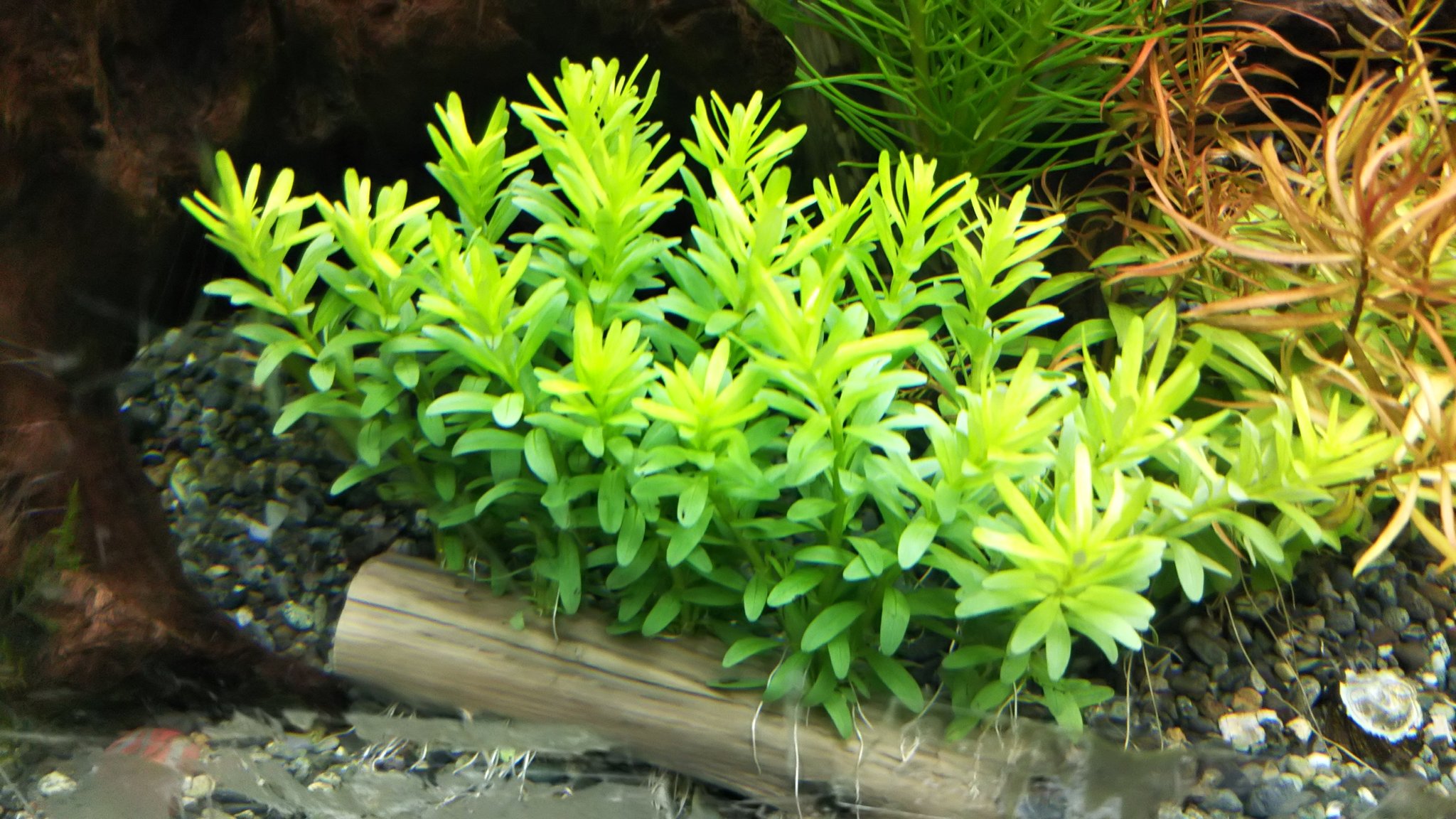 水草の 有 永代熱帯魚 マヤカspのミニ流木です 水上葉を水槽に入れて１週間弱 キレイな水中葉が出て来ましたよ 水草 水草ファーム 無農薬水草 ログポット 国産水草 T Co 4hmi0oocnr Twitter