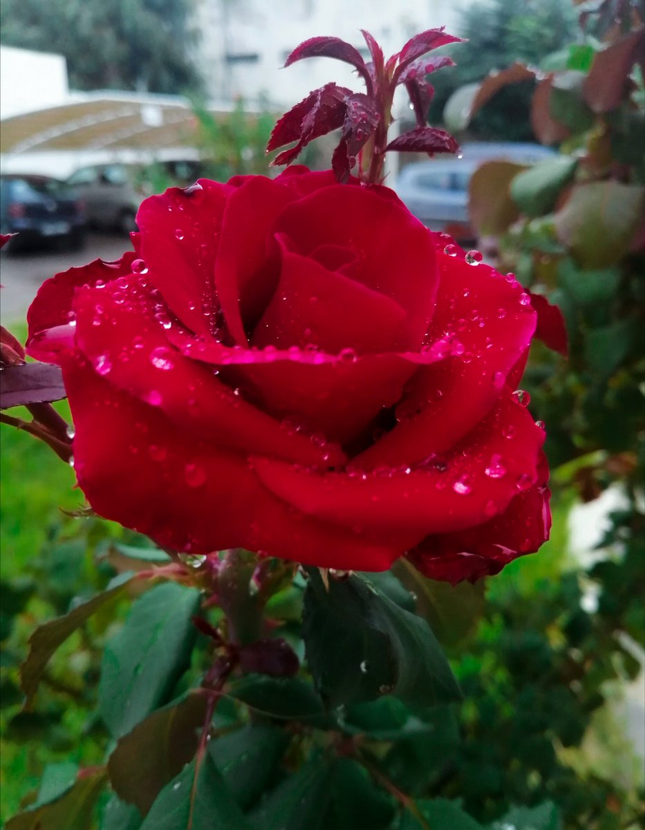 fatmadean's tweet photo. @yaMsh3l
تصويري❤️ https://t.co/vqO5Djdwdu