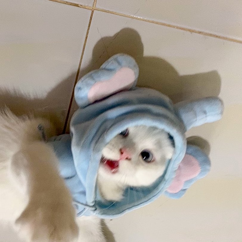 ૮꒰˵• ﻌ •˵꒱ა tweet media