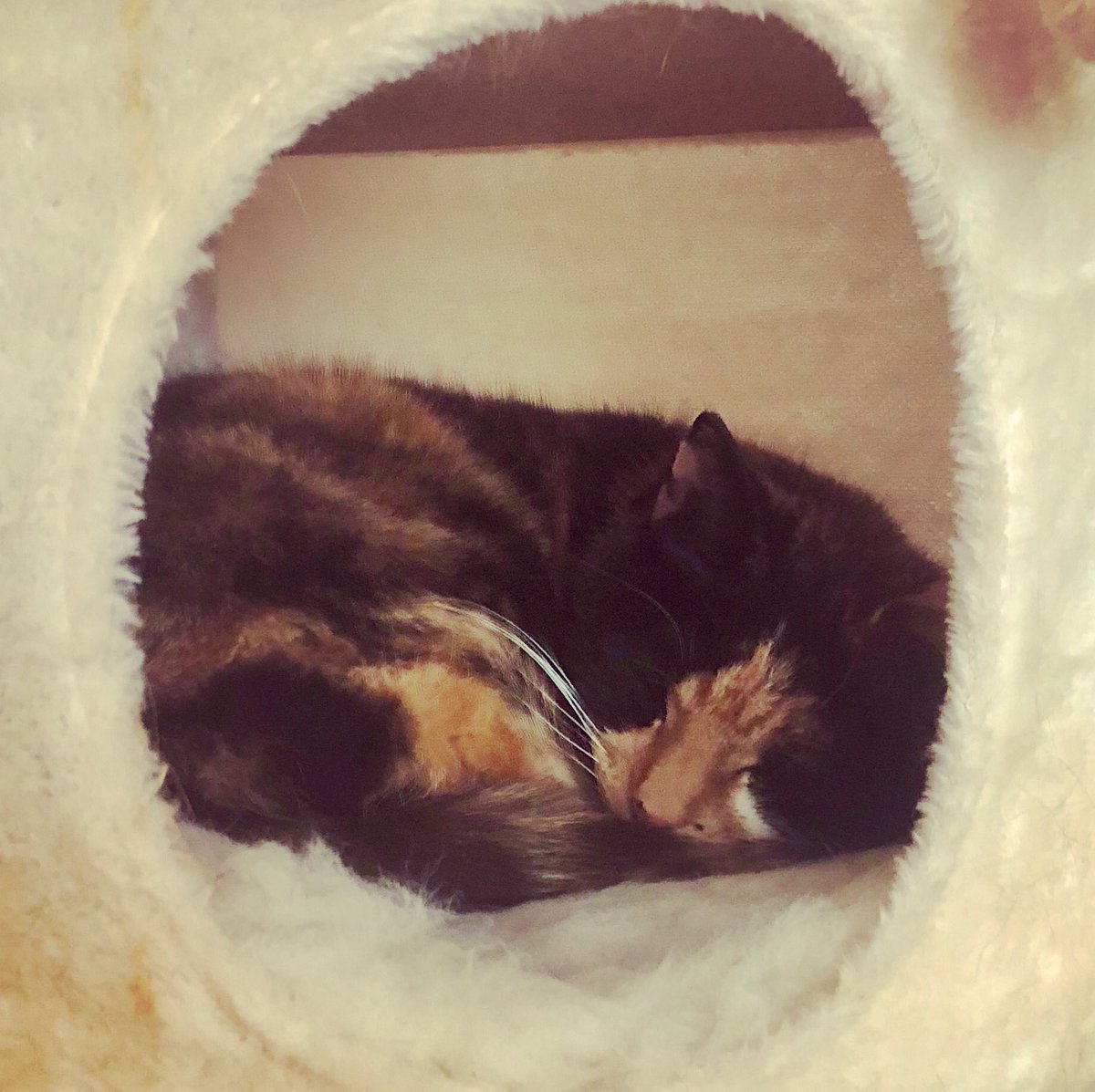 Sleepy cat sleeping in her cat tree #Caturday #SlinkyMalinki