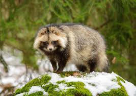 First, let's talk about Tom Nook.Tom is based on the raccoon dog, also known as a tanuki. In Japan, there's a lot of lore surrounding the tanuki and that some of them are yokai known as bake-danuki.