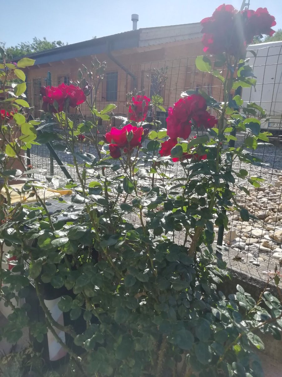 GiuseppinaChef's tweet photo. Le mie rose e i miei fiori
@lapinellaregina @AriRonda

#ArteDiPrimavera https://t.co/nXG2IwWL69