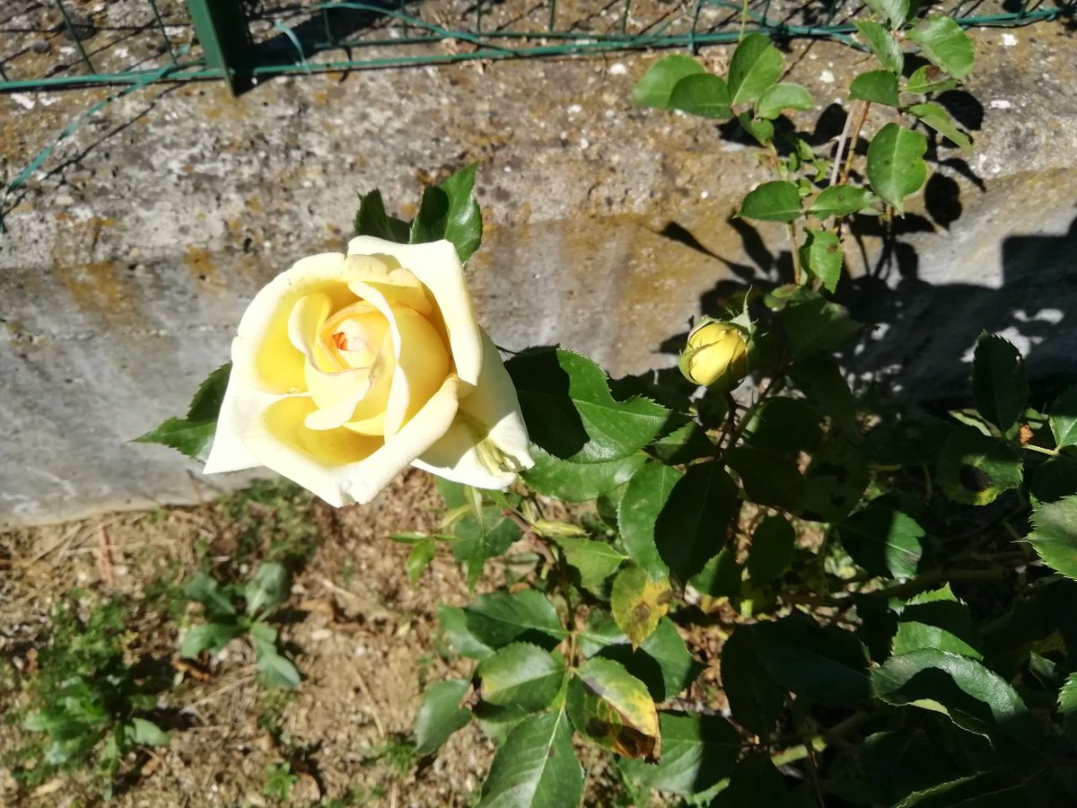 GiuseppinaChef's tweet photo. Le mie rose e i miei fiori
@lapinellaregina @AriRonda

#ArteDiPrimavera https://t.co/MArKc0yaGN