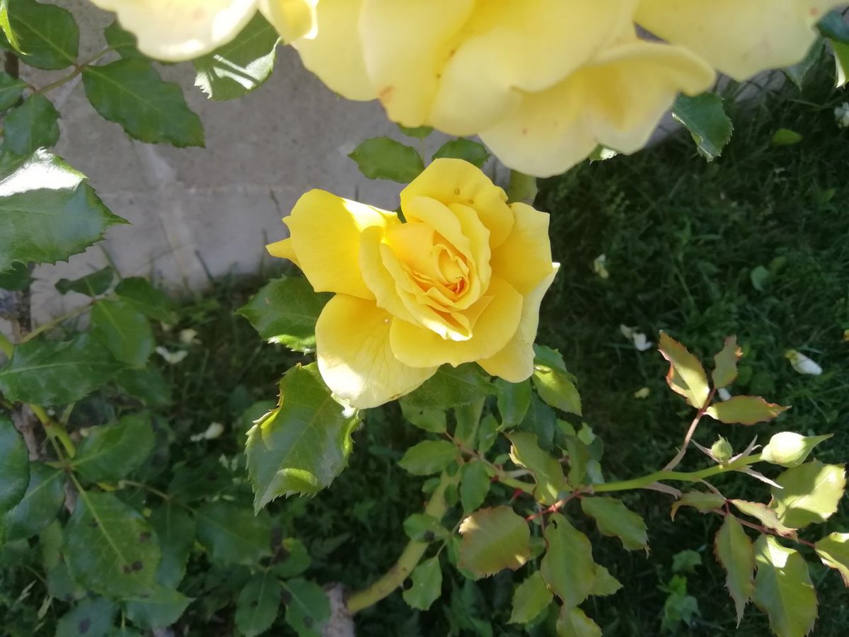 GiuseppinaChef's tweet photo. Le mie rose e i miei fiori
@lapinellaregina @AriRonda

#ArteDiPrimavera https://t.co/MArKc0yaGN