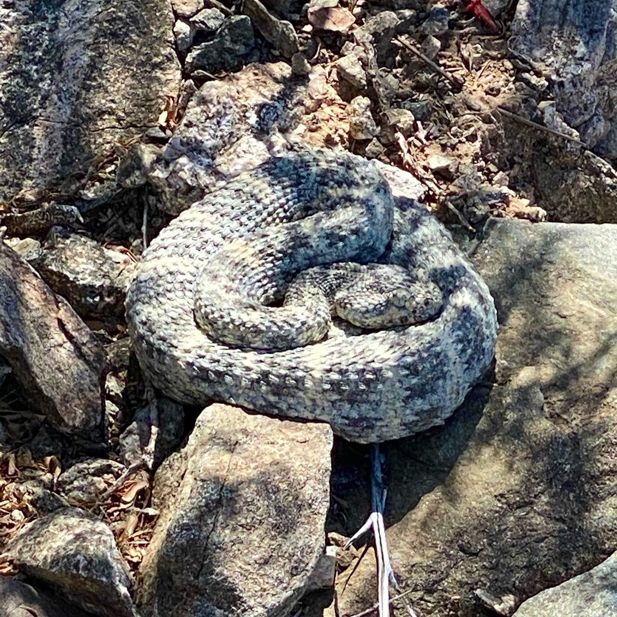 JessicaNigri's tweet image. Saw this wee danger noodle this morning! 

I still can’t figure out what type it is, so if anyone knows please let me know! I know it must be some sort of rattle snake because of the shape of its head and it’s eyes. 

(Don’t worry I kept my distance and moved on super quick)