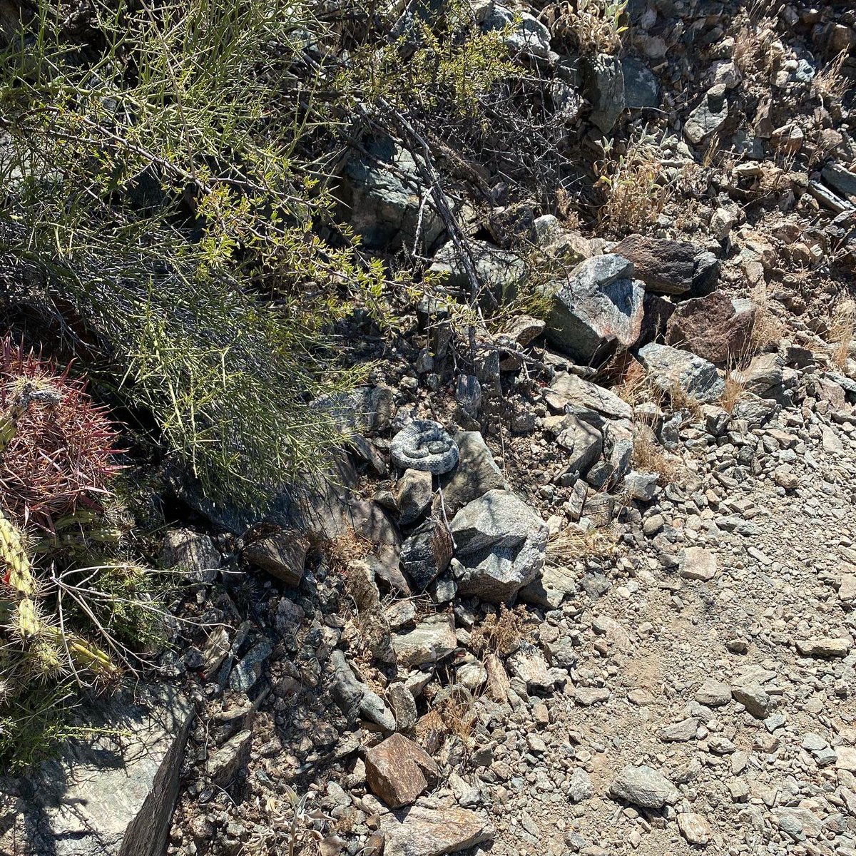 JessicaNigri's tweet image. Saw this wee danger noodle this morning! 

I still can’t figure out what type it is, so if anyone knows please let me know! I know it must be some sort of rattle snake because of the shape of its head and it’s eyes. 

(Don’t worry I kept my distance and moved on super quick)