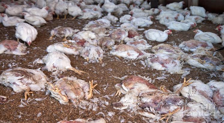 Poultry Farming:This is an interesting option. I have reared chickens and many other poultry for years. I have lost thousands of chickens for flimsy reasons. I lost up to 1500 heads in a butch of 2000. I reared 500 layers but wasn't keen. At 7 months, only 126 were laying!!