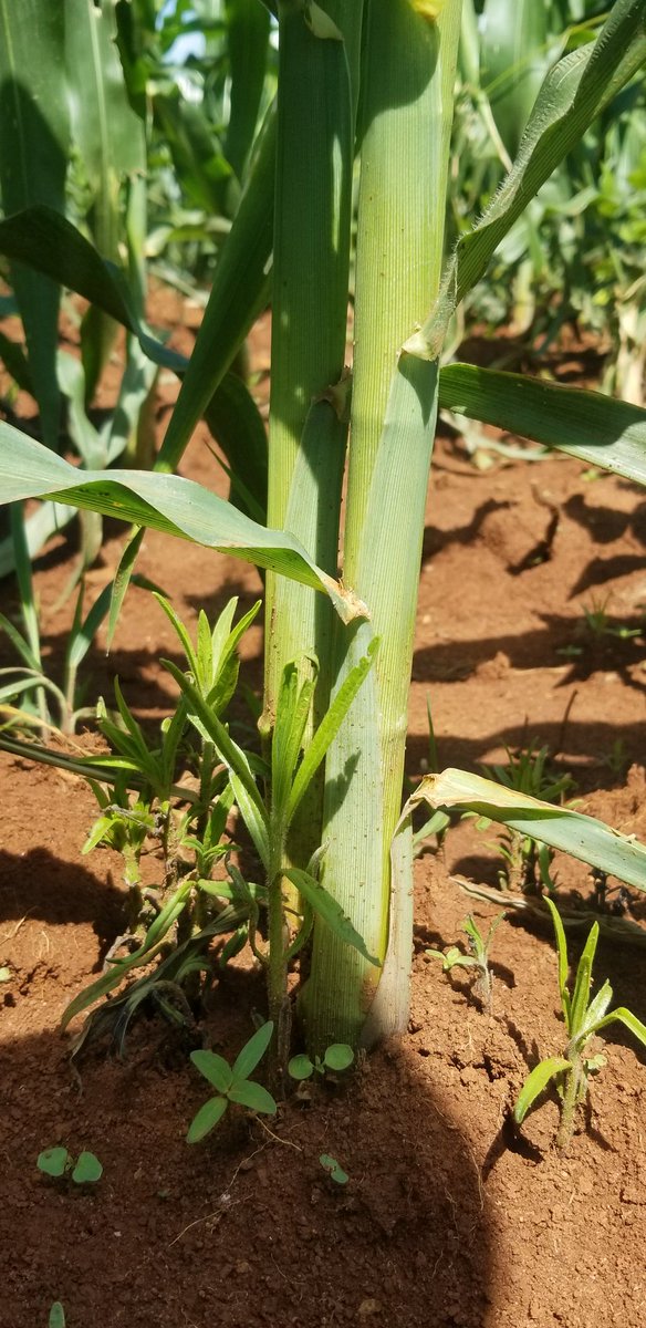 If you get good seeds and fertilizers, striga weed strikes!! Striga weed is a menace in maize farming. It can reduce your yield up to 80% if it attacks the whole farm. I lost two hactres on this weed. Maize stunts and doesn't put on any reasonable fruit. Cut and feed your cows!