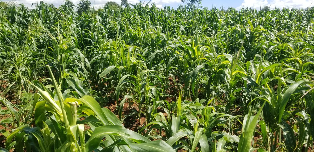 If you get good seeds and fertilizers, striga weed strikes!! Striga weed is a menace in maize farming. It can reduce your yield up to 80% if it attacks the whole farm. I lost two hactres on this weed. Maize stunts and doesn't put on any reasonable fruit. Cut and feed your cows!