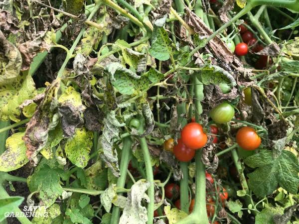 Tomatoes Farming Don't be fooled by the red pictures of bumper harvests. Tomatoes can give you stroke.This is a crop that is highly prone to various attacks. Viral, fungal and bacterial diseases that once they enter, no exiting. You will spend weeks spraying chemicals.