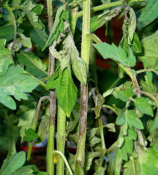 Tomatoes Farming Don't be fooled by the red pictures of bumper harvests. Tomatoes can give you stroke.This is a crop that is highly prone to various attacks. Viral, fungal and bacterial diseases that once they enter, no exiting. You will spend weeks spraying chemicals.