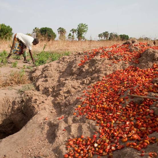 Losses will be on your list. Any slight mistake ruins your harvest. Diseases attack at fruiting. This is also one crop that floods the market and price per kg can reduce by 80% in a flash. You will be stuck with crates upon crates of your bumper harvest and no interested buyer.