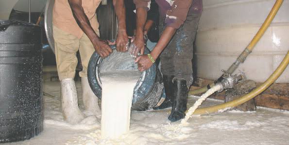 Milk prices only favour milk processing companies. Farmers are just a conveyor belt in the grant scheme. You will sell your milk as low as ksh. 20 per litre in some seasons. You will also pour milk for lack of market due to excess supply. Interesting? Wait.