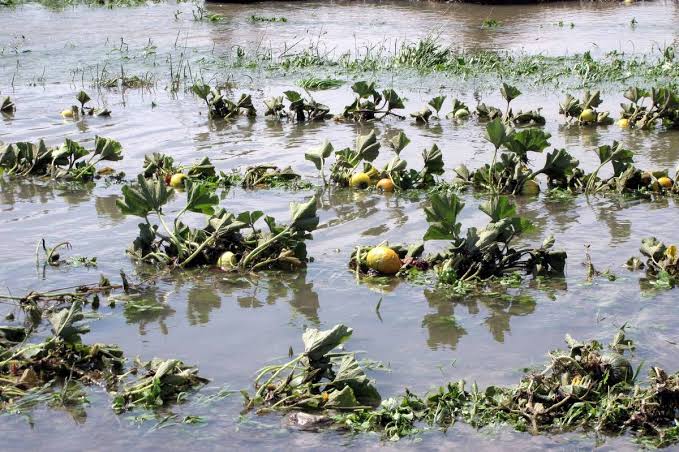 Floods can wreck havoc in your farm. You will get to the field and find all your precious plants that were glowing few hours ago swept away. Some find this n die of stroke or commit suicide. Water logging is also a serious issue. Increases soil acidity, reduce fertility.