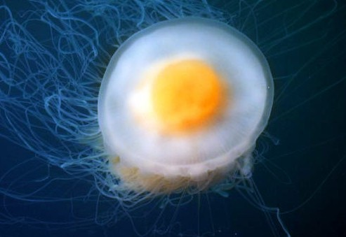 LISTEN TO ME RIGHT NOW TSUMUGI + FRIED EGG JELLYFISH. TELL ME THESE ARENT FUCKING TSUMU CORE