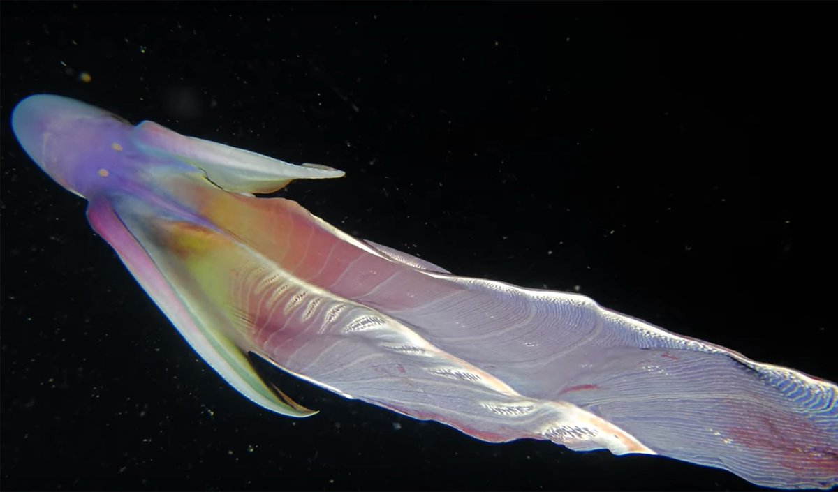 also betta fish azuma is cool??? butwhat about;;;BLANKET OCTOPI.like. like. hi