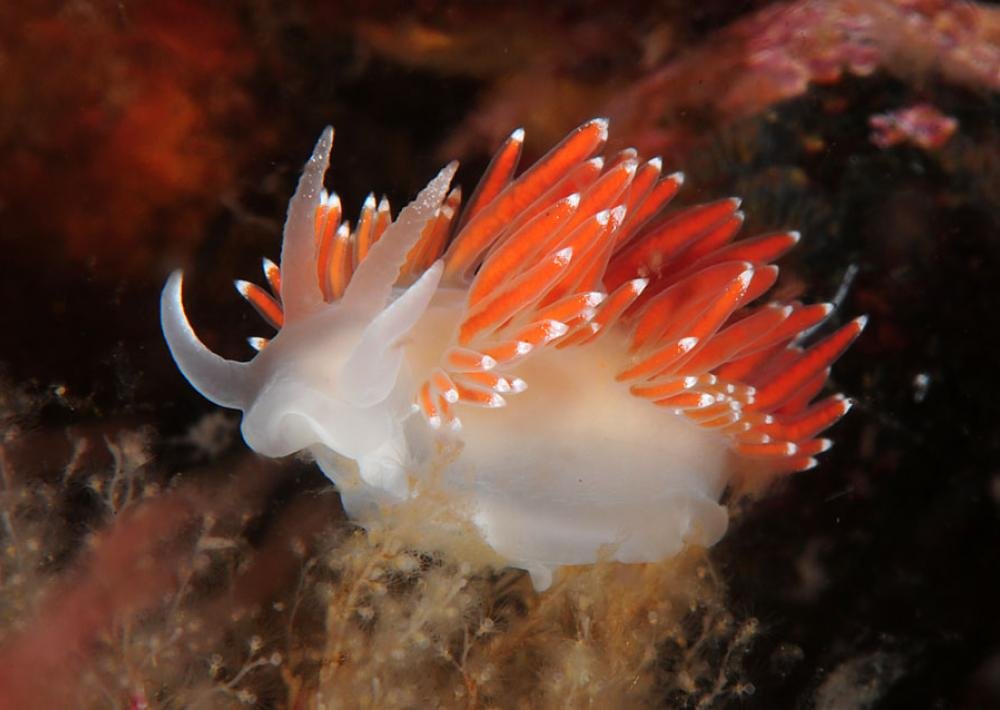 also nudibranch sakuya. just.