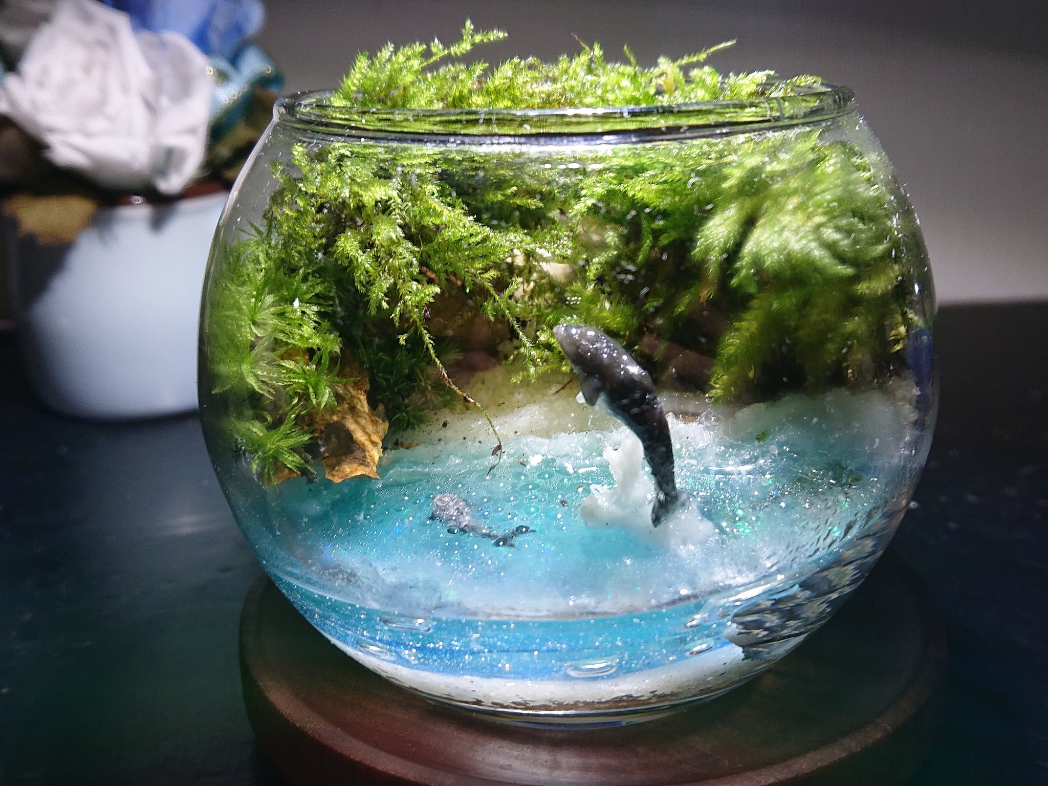 58円 7周年記念イベントが イルカ2タイプ いるか さかな アクアテラリウム テラリウム 水槽 58円 7周年記念イベントが イルカ2タイプ いるか さかな アクアテラリウム テラリウム 水槽