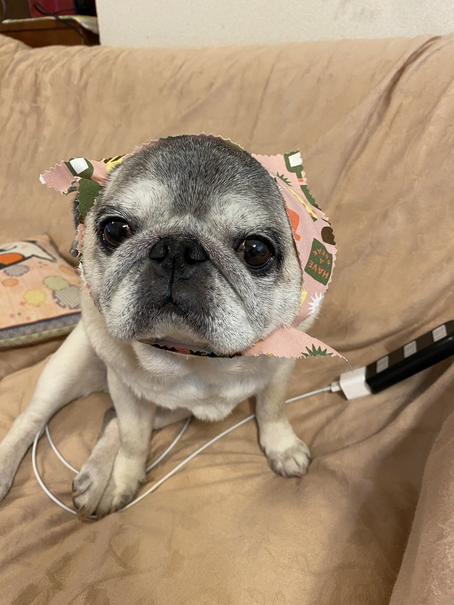 パグ大好きオタク スカーフ巻いてみた パグ 可愛い スカーフ 犬 パグ大好きオタク スカーフ巻いてみた パグ 可愛い スカーフ 犬
