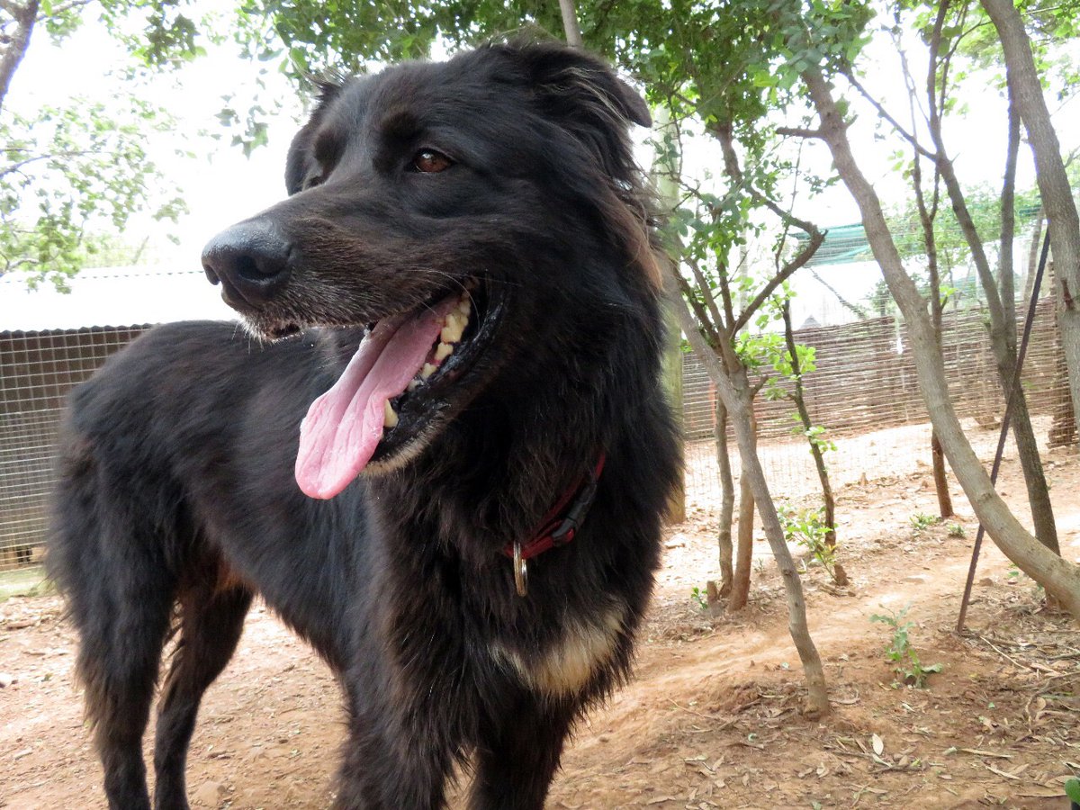 Dogtown_SA's tweet photo. Jackson isn't ready to go to his forever home yet but he would love it if you could SMS TWITTER to 38919 to donate R10 to the care of the #Dogtowndogs. Network charges & admin fees may apply. No closing date.
#nonprofit #rescuedog #animalshelter https://t.co/9zgsBzVl6l