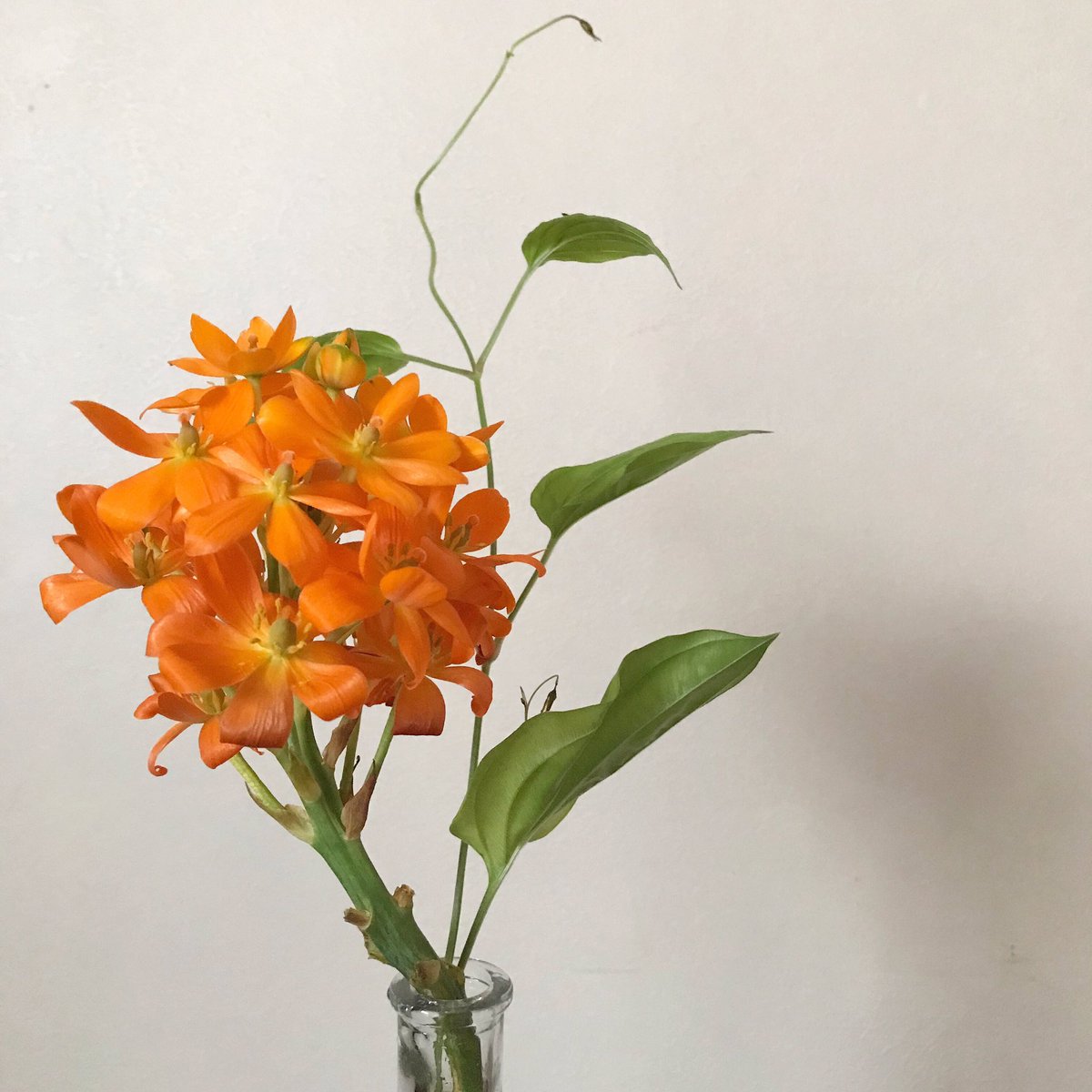 EtePetit's tweet photo. 最近の花たち
お気に入りはクラスペディア https://t.co/oxmkO9r8mg