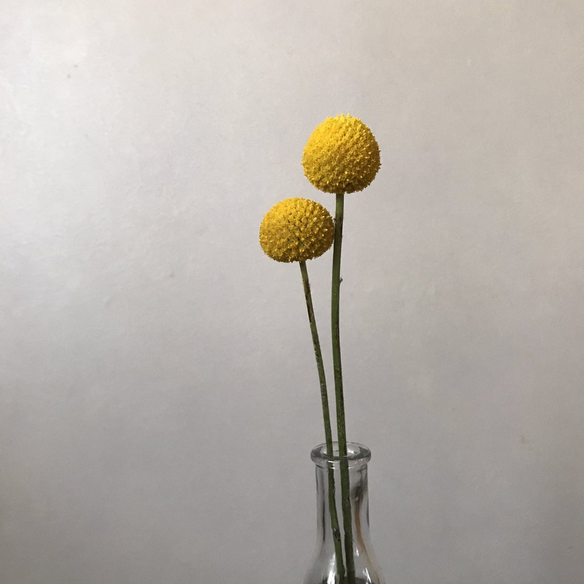 EtePetit's tweet photo. 最近の花たち
お気に入りはクラスペディア https://t.co/oxmkO9r8mg