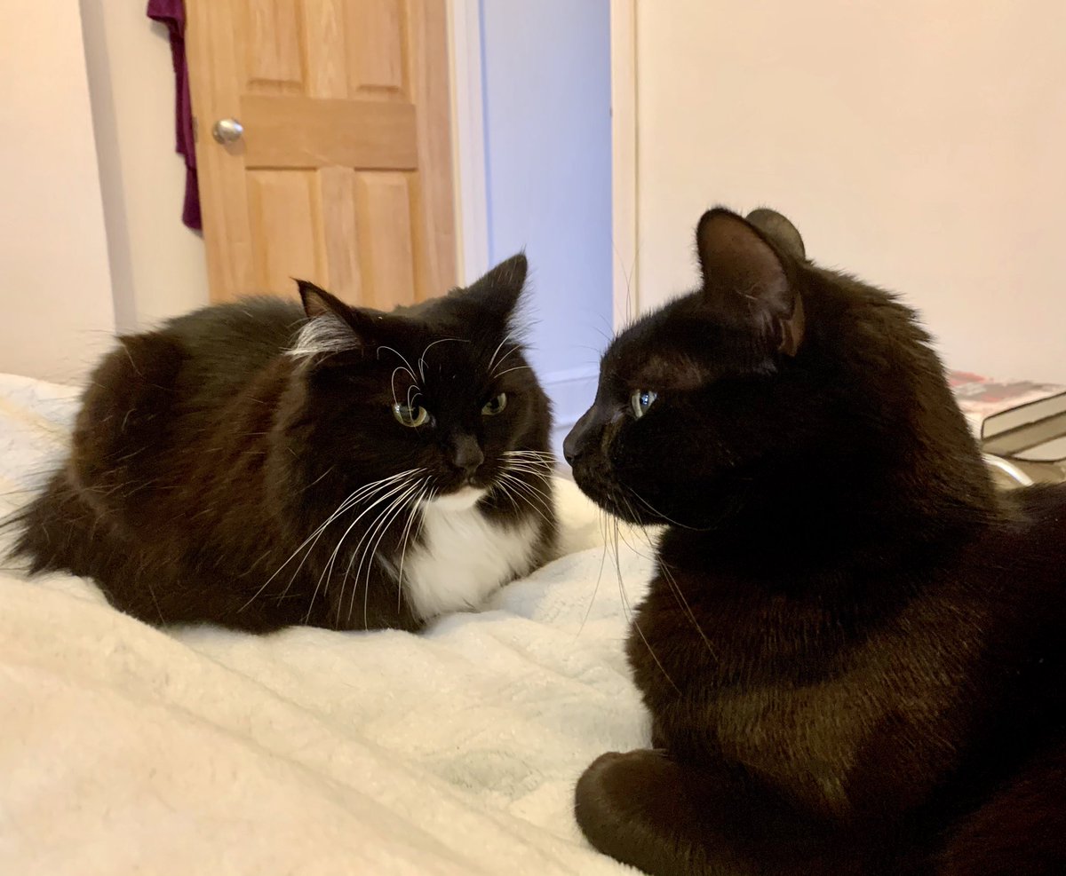 PickleAndNancy's tweet photo. Happy #Caturday furpals - hope you have a wonderful day, love #PickleAndNancy 😸❤️🌺 https://t.co/yTVtVPpiBr