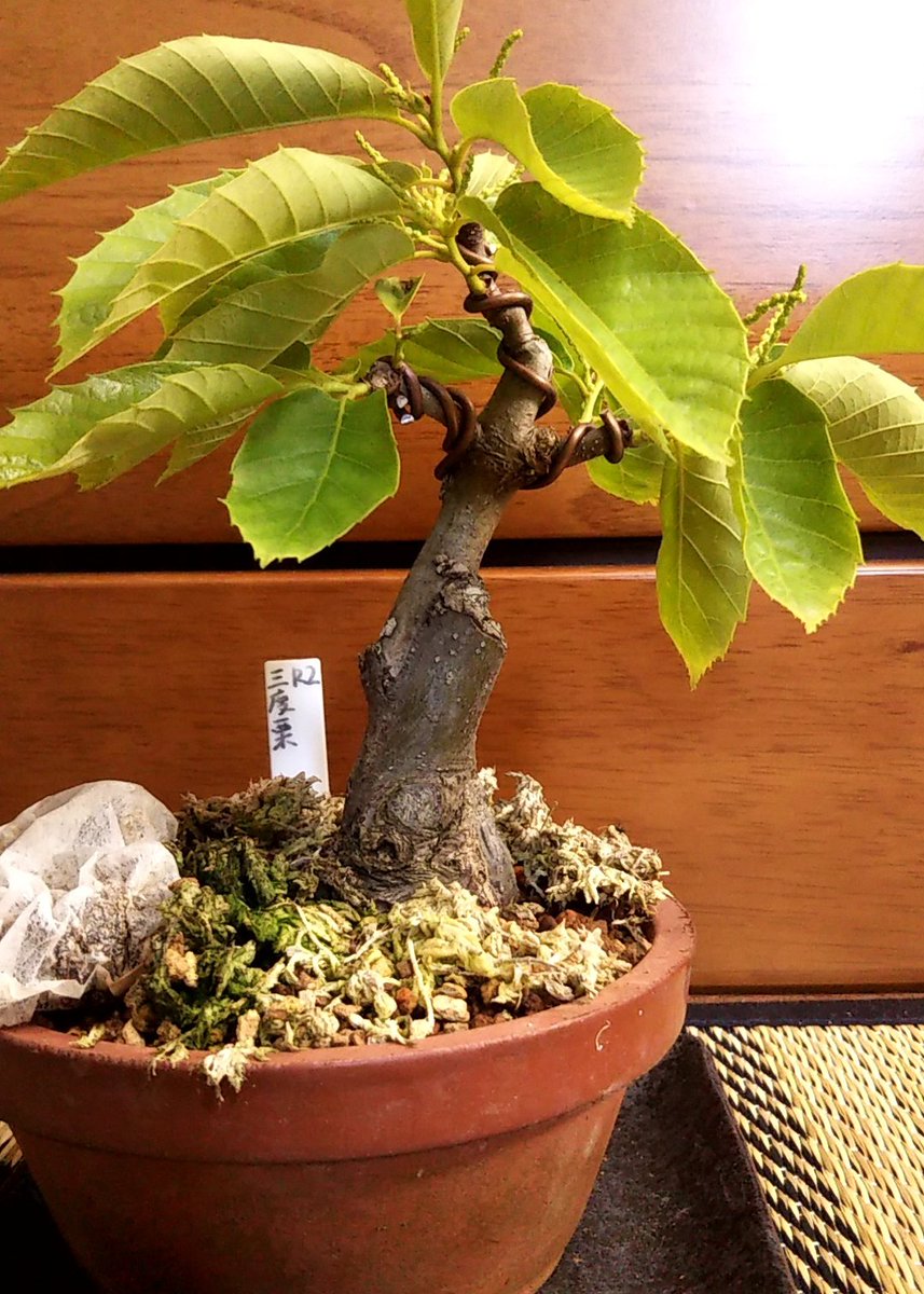 椿 盆栽用 去年の秋に購入して春に植え替えと選定を行った三度栗の花芽が大分育ってきました 凡盆栽人 Bonbonsaijin さんがブログに書いていたようにほんとに今年延びた枝に沢山花が着くんですね 盆栽 栗盆栽 椿 盆栽用 去年の秋に購入して春に植え替えと選定を行った三度栗の花芽が大分育ってきました 凡盆栽人 Bonbonsaijin さんがブログに書いていたようにほんとに今年延びた枝に沢山花が着くんですね 盆栽 栗盆栽