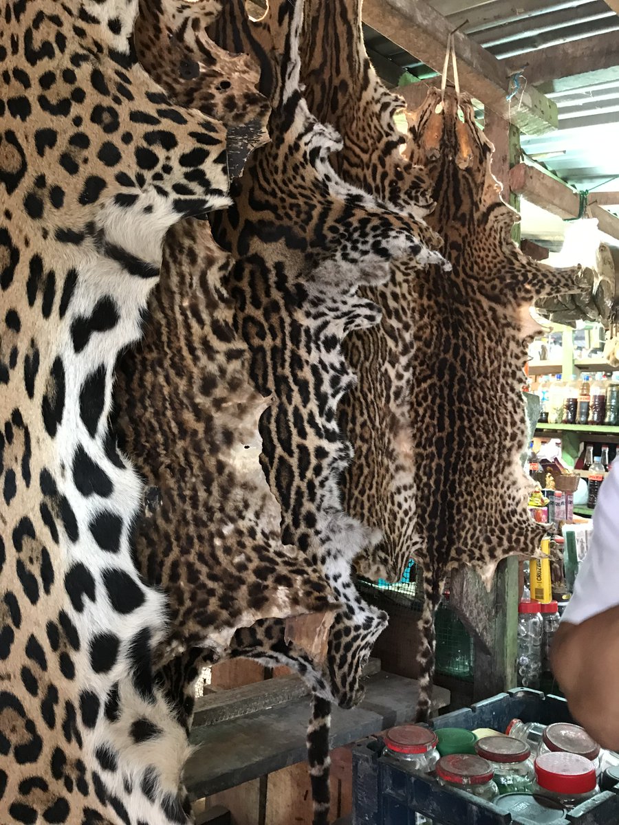 Hard to believe, but thats is just regular information, nothing we know about how many jaguars been killed for trade or other uses. much less , where they came from. Actually their is an international movement to include jaguars in international agreements to protect them.