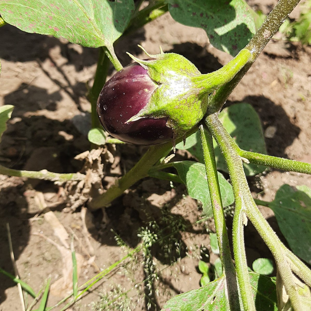 Chefgaganhumpal's tweet photo. My Kitchen Garden
#eggplant #brinjal #aubergine #freshfood #freshingredients #foodforthought #organicgardening #organicfood #chefgagandeephumpal #TheGHKitchen https://t.co/Eepd3FaiIq