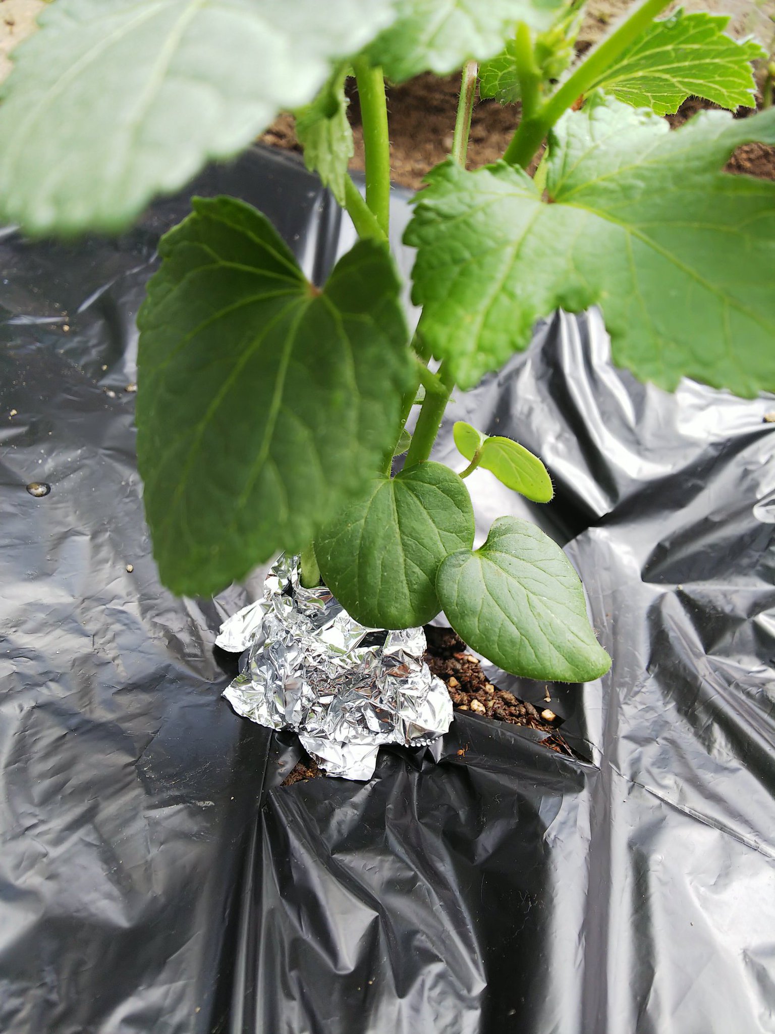 信州発 家庭菜園 Q S Natural Garden リベンジ オクラ 栽培 今度は本葉３枚になるまで待って マルチも敷いて 株元にアルミホイル巻いてネキリムシ対策も ここまでやってあげたから あとは 君たちに賭ける ベターファイブ 夏野菜