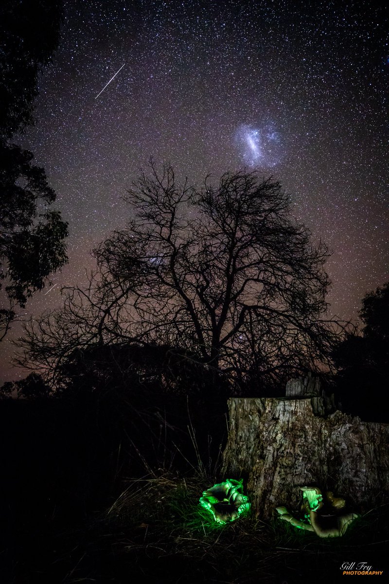 Gilly_F's tweet photo. I WON NASA APOD!!!
I am indeed honoured.
My photo of Ghost Fungus under a beautiful starry night has been awarded NASA Astronomy Photo of the Day (APOD).
This is the second time I have been awarded the honour and it is an understatement to say I am stoked!!! https://t.co/pX1i9o8wbc