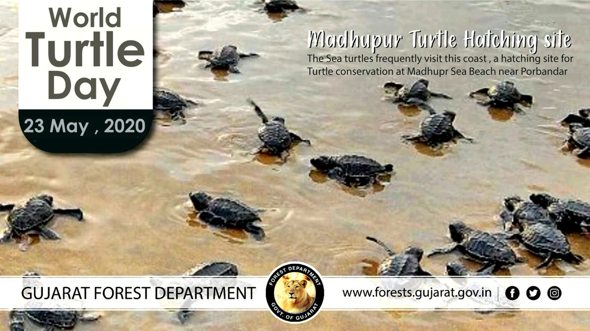 Gujarat Forest Department has established a hatchery of #turtles  on Madhupur sea beach on the western Coast of Saurashtra,for promoting the #TurtleConservation

Today on #worldturtleday2020 let us aim to spread awareness&amp;encourage human action towards their better survival
