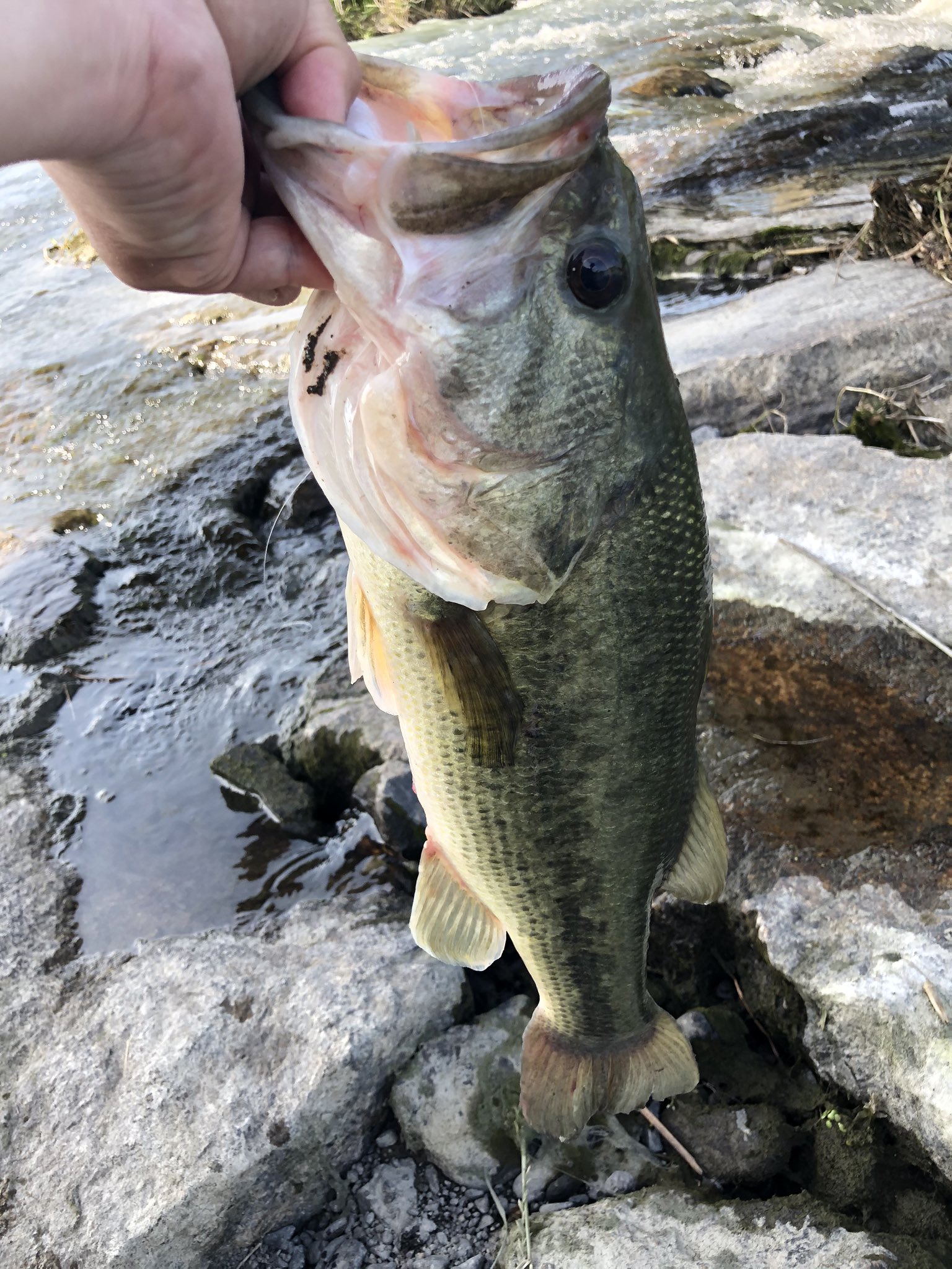 Uzivatel 富永 雅和 Na Twitteru 久しぶりの釣り トリゴン丸呑みフィッシュ これで5周年モデル入魂です サイズは48くらいかな レジットデザイン ワイルドサイド 610mh Tz 5周年 Tnトリゴン 旧吉水系