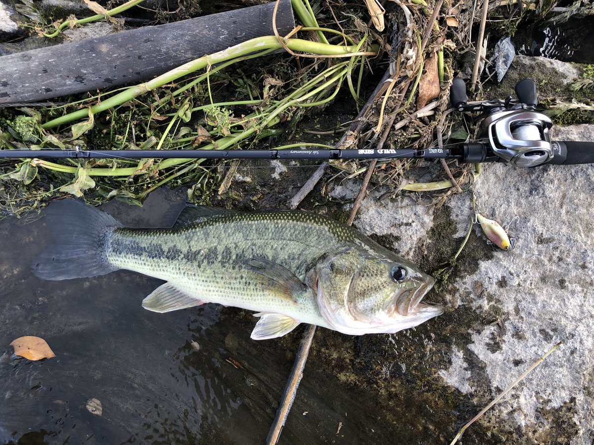 Uzivatel 富永 雅和 Na Twitteru 久しぶりの釣り トリゴン丸呑みフィッシュ これで5周年モデル入魂です サイズは48くらいかな レジットデザイン ワイルドサイド 610mh Tz 5周年 Tnトリゴン 旧吉水系