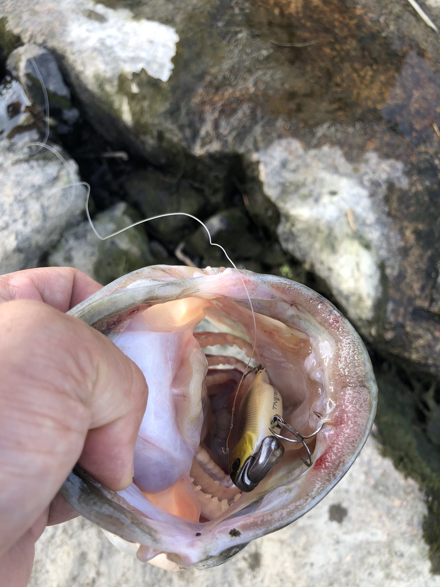 Uzivatel 富永 雅和 Na Twitteru 久しぶりの釣り トリゴン丸呑みフィッシュ これで5周年モデル入魂です サイズは48くらいかな レジットデザイン ワイルドサイド 610mh Tz 5周年 Tnトリゴン 旧吉水系