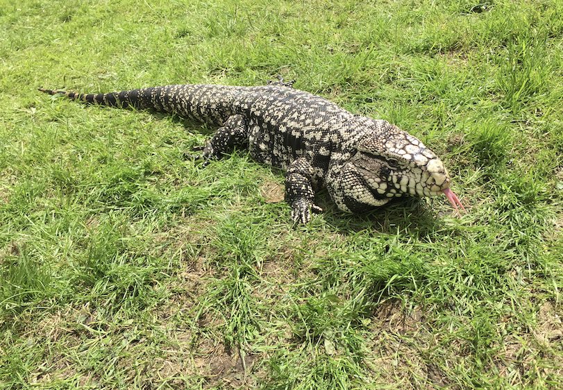 AnimalsinHands's tweet photo. We hope you have a lovely bank holiday weekend.
#animaleducator #animalman
#animalparties #schools
#stayhome #savelives #protectthenhs
#mothezookeeper #virtualworld #bringingthezootoyou #argintinetegu
#minizoo #schoolsclosed https://t.co/4qMhpIMflY https://t.co/3dfLMvuSJO