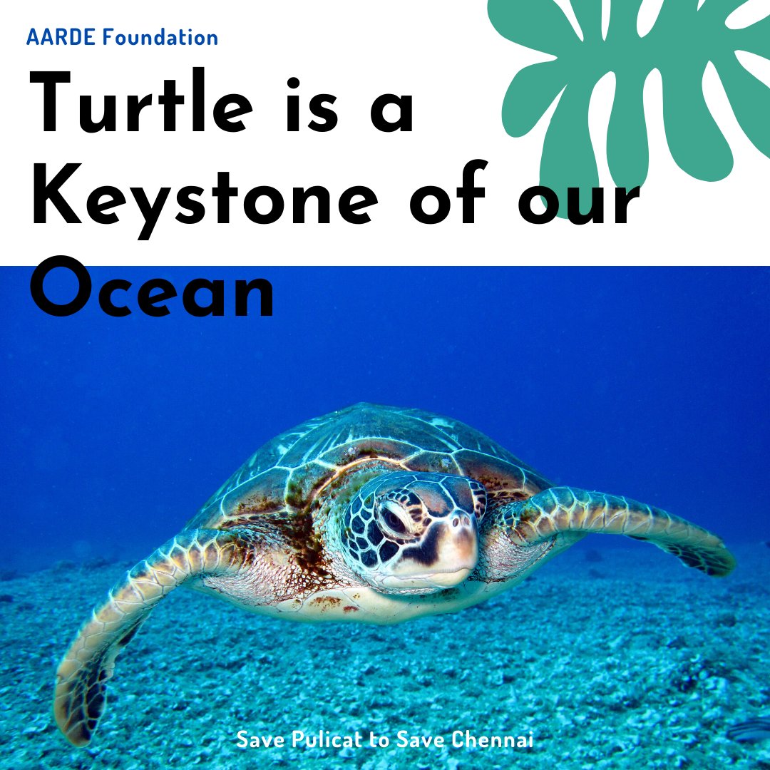 Pulicat_Lagoon's tweet photo. #TurtleDay #turtle #oceans #OceanPollution https://t.co/lGdi7OoEYH