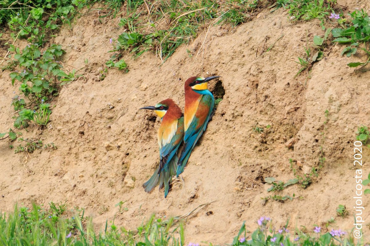 dpujolcosta's tweet photo. #Abellerol (#Merops #apiaster)
Passejant per Sant Vicenç de Torelló, una més d'abellerols...😉
03/05/2020 09:00
#confinamentlocal #santvicençdetorelló
#fotoconfinament #ocellskm0
#faunacat #biriding #birdingphotography #fotoreflex #canon7dmk2 #tamron https://t.co/PJfhuWZQ4p