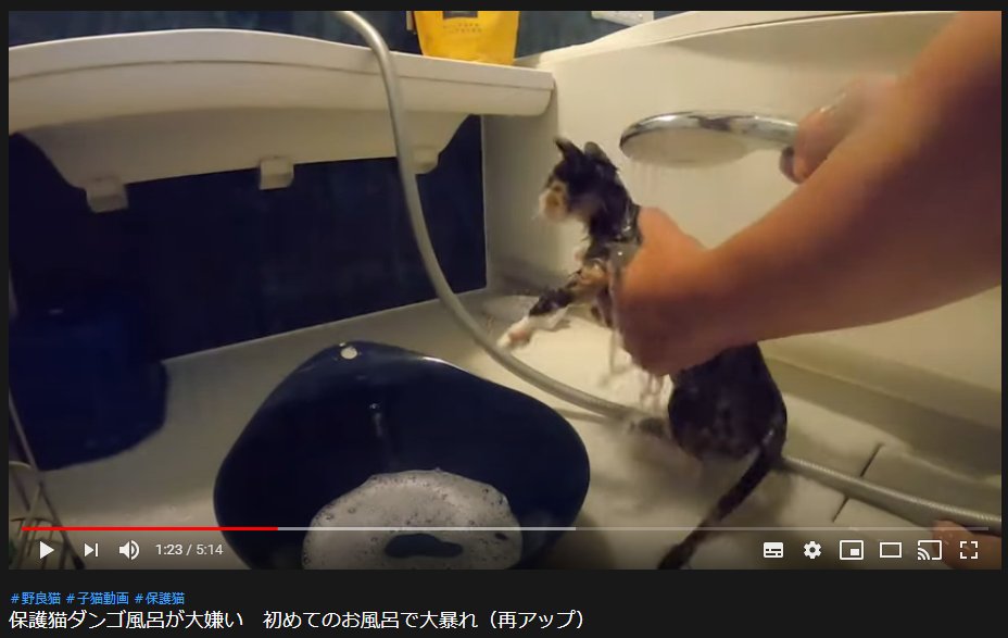 やまねこ と 猫 youtube