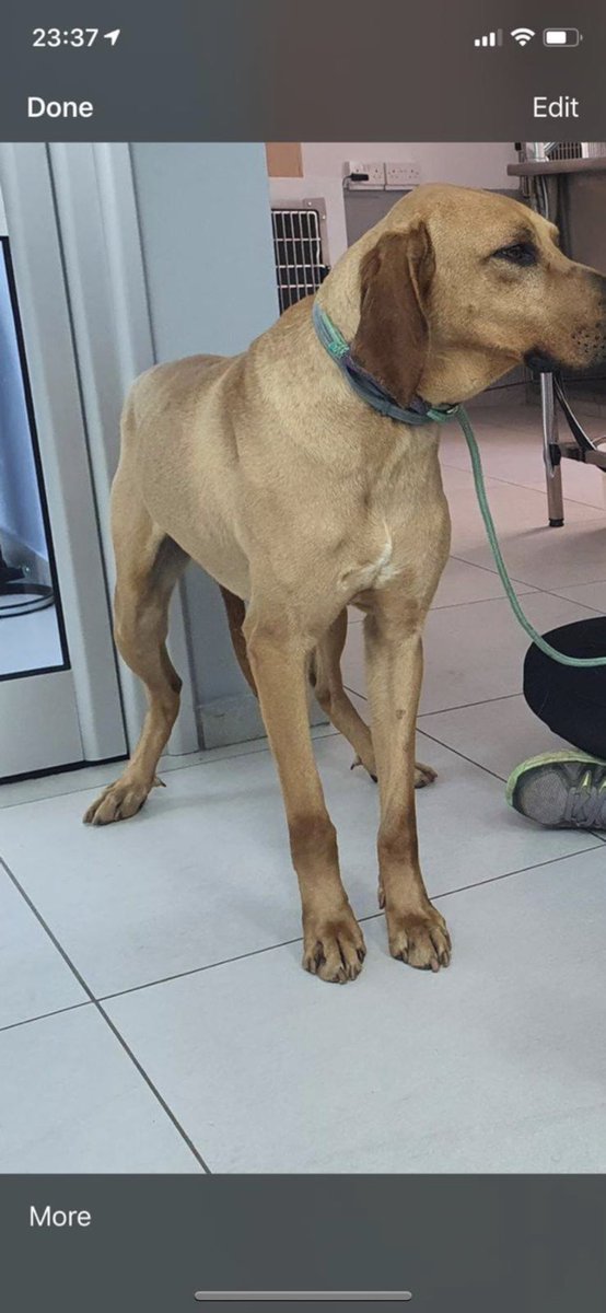 Has anybody seen a dog, he was last seen around Sainsbury’s at Marus Bridge at 8:30am. He goes by the name Toby. He’s a rescue dog from Cyprus and has only been in the UK for a couple of weeks so maybe a bit timid if you see him. Please contact me on here or call 07777632134