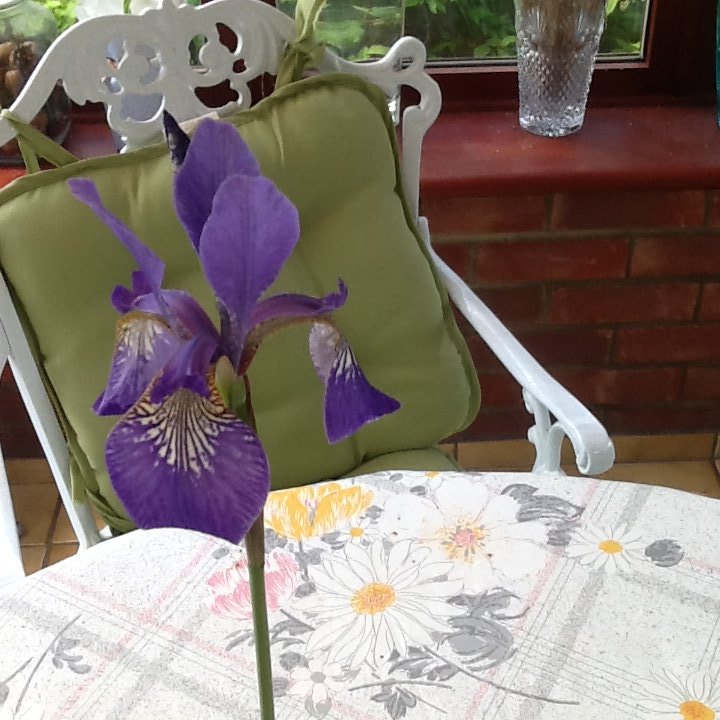 Its Flower of the Month time again and heres May's winners 1st- Red Rose 🥇
2nd - Rhododendron 🥈
3rd - Iris 🥉
We had another impressive 11 entries Well Done All! 
#Flowers #May #WIlife #surreyWI #frensham #surreylife #competition #garden