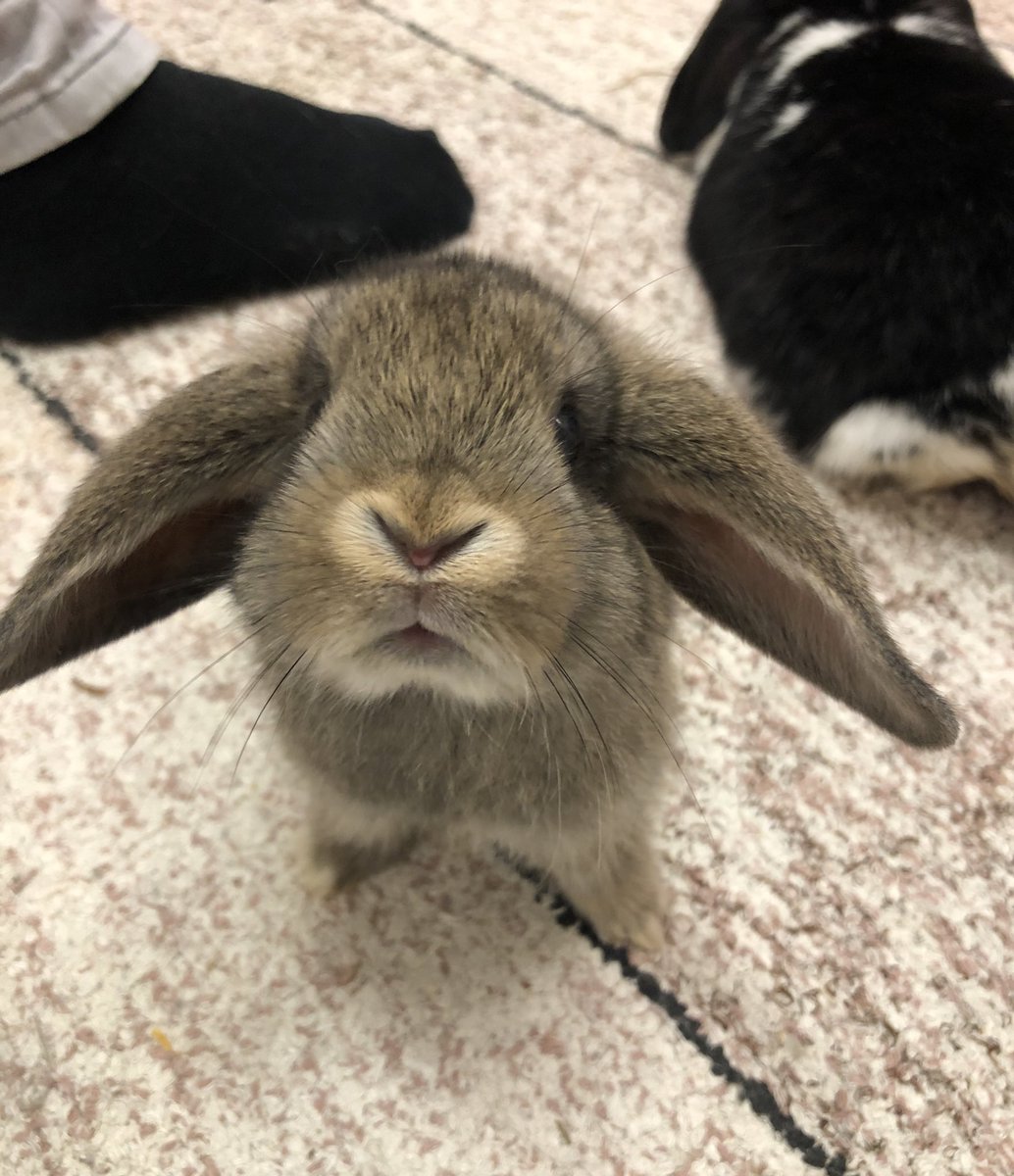 KalliJari's tweet photo. Hello there! 🐰💕 https://t.co/Ss6NfRXc98