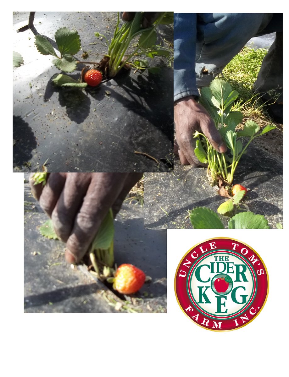 The first ripe strawberry has been spotted. Three pictures of one berry, there will be more soon.