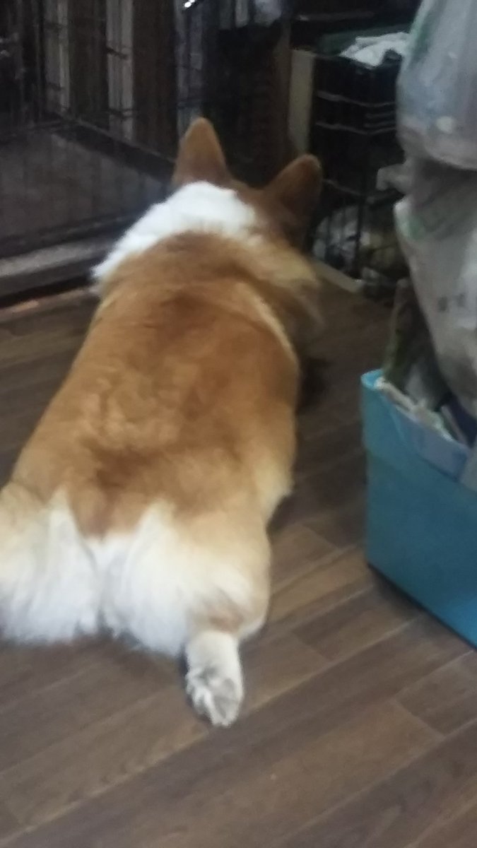食パン犬 食パン犬