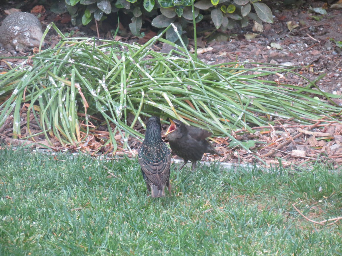 A great start to  #Caturday for me...NOT! Something called a starling‘fledge’ is at its peak & it’s happening in MY garden, so I was kept in while the birds had breakfast. Severely disrupted my little pawtrol routine 