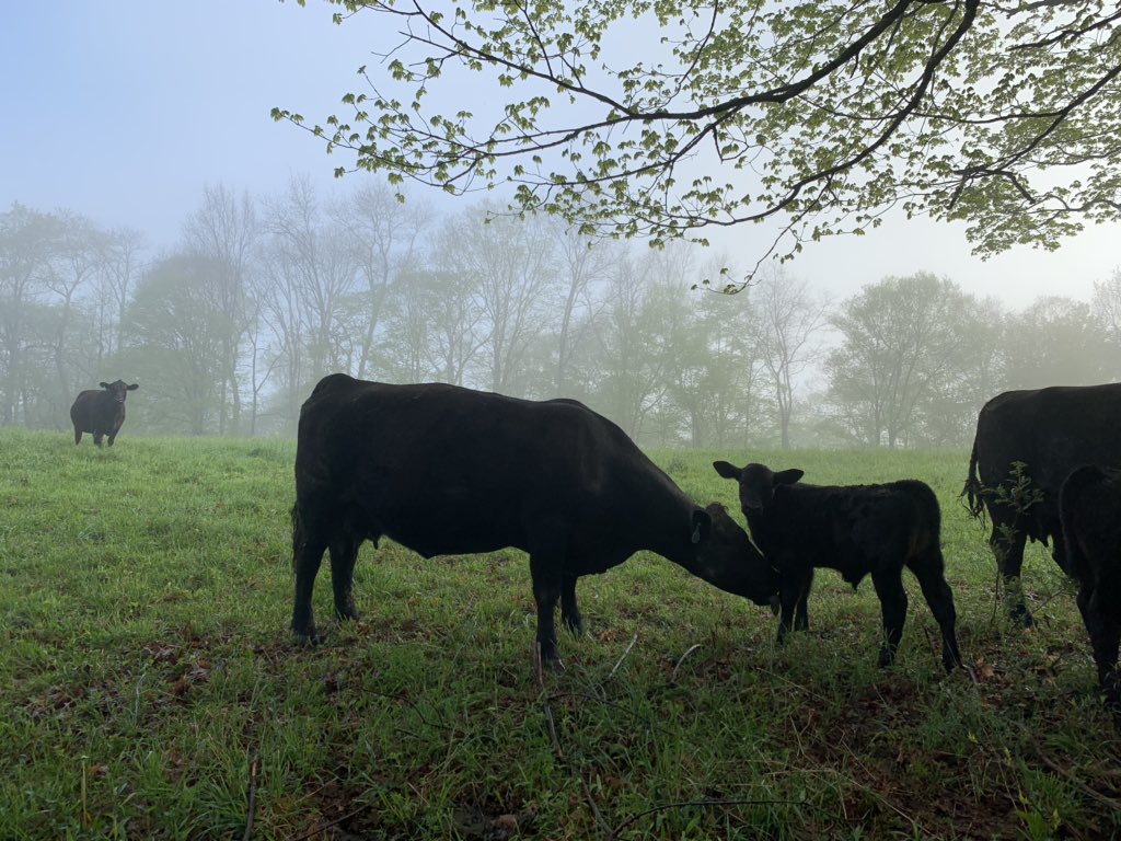 bkeisel99's tweet image. Good Mountain Morning 🤠