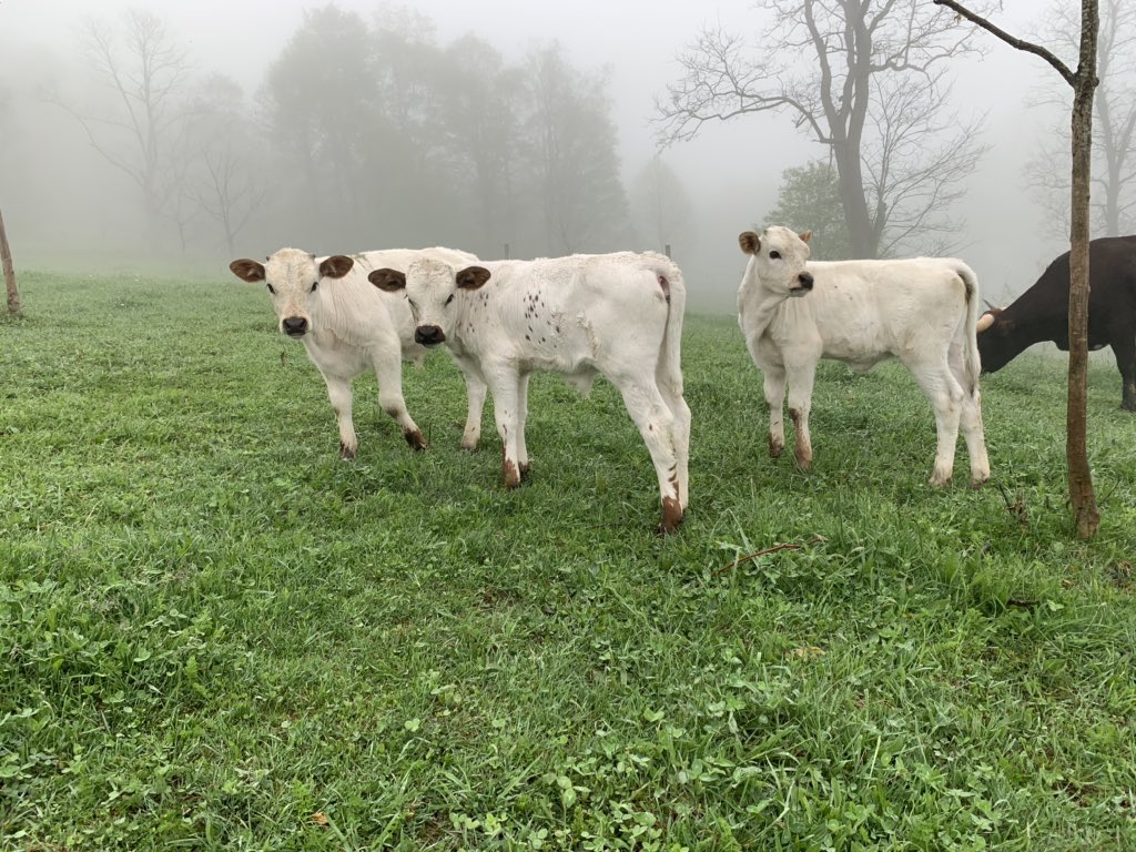 bkeisel99's tweet image. Good Mountain Morning 🤠